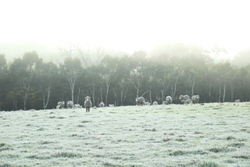 Flock of sheep grazing on a frost covered paddock - Australian Stock Image