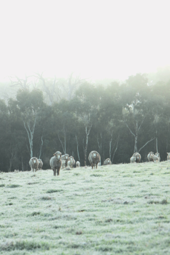 Flock of sheep grazing on a frost covered paddock - Australian Stock Image