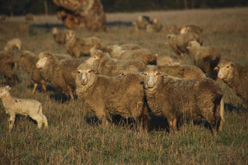 Flock of sheep grazing on a sunlit paddock - Australian Stock Image