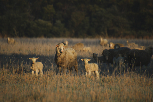 Flock of sheep grazing on a sunlit paddock - Australian Stock Image