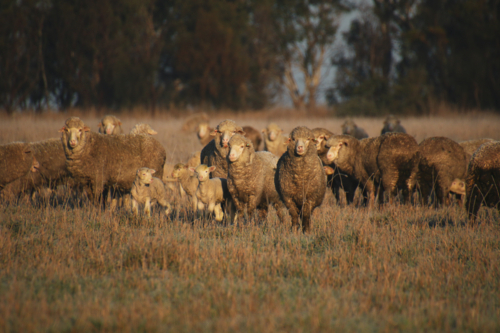 Flock of sheep grazing on a sunlit paddock - Australian Stock Image