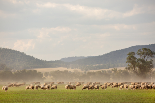 Flock of sheep grazing on green field with dust in the air - Australian Stock Image