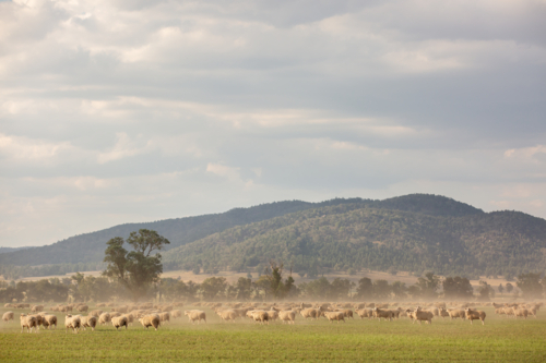 Flock of sheep grazing on green field with dust in the air - Australian Stock Image