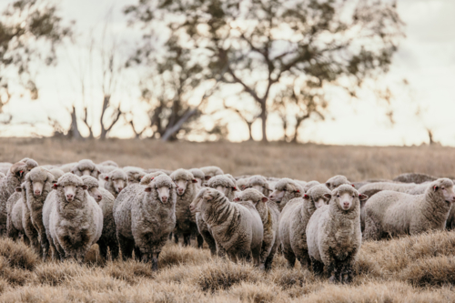 Flock of sheep grazing the land with dried grass - Australian Stock Image