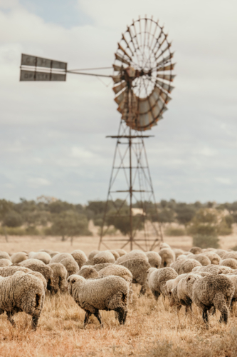 Flock of sheep grazing the land with dried grass. - Australian Stock Image