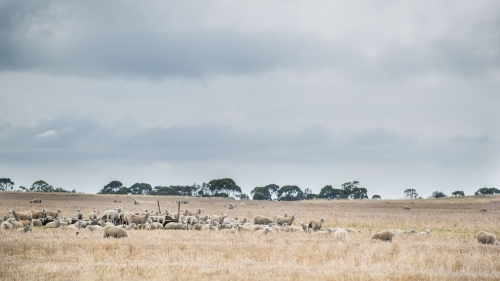 Flock of sheep in a paddock - Australian Stock Image