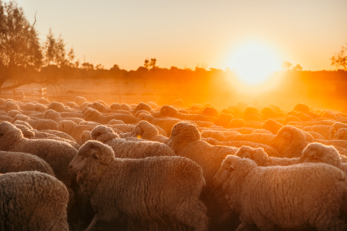 Flock of sheep in dusty yards in golden light - Australian Stock Image