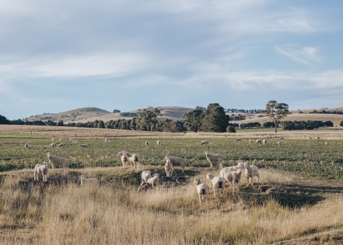 Flock of sheep in rural landscape