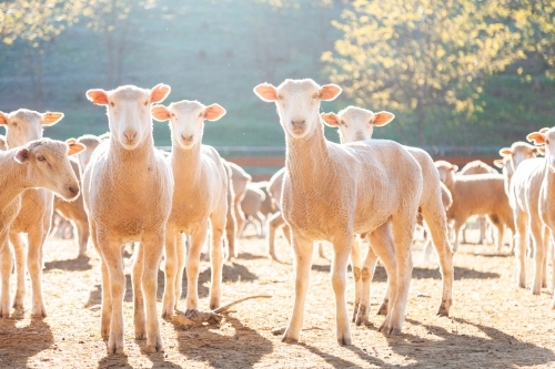 Flock of sheep in yards in morning sunlight - Australian Stock Image
