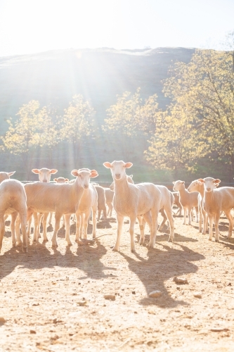 Flock of sheep in yards in morning sunlight - Australian Stock Image