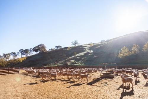Flock of sheep in yards in morning sunlight