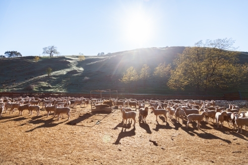Flock of sheep in yards in morning sunlight - Australian Stock Image