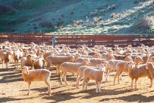 Flock of sheep in yards in morning sunlight