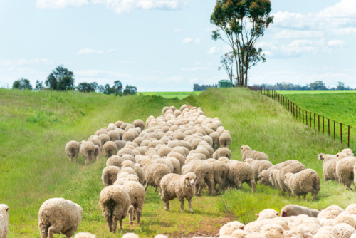 Flock of sheep moving along a grassy laneway under a bright blue sky - Australian Stock Image