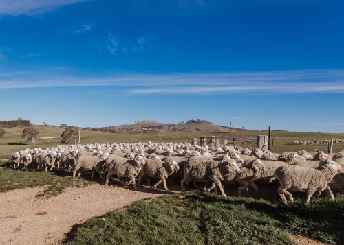Flock of sheep moving together in rural landscape