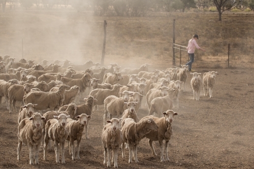 Flock of sheep on a dusty ground with girl in background - Australian Stock Image