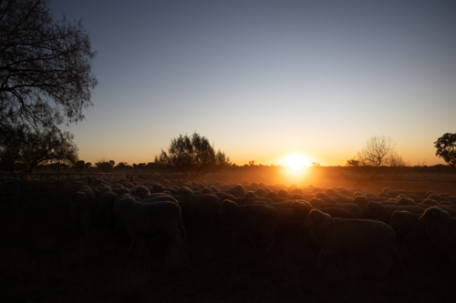 Flock of sheep in dusty field at sunset - Australian Stock Image