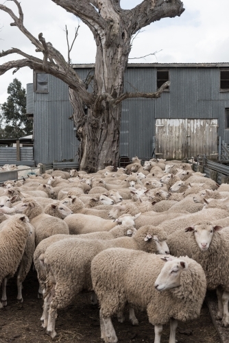 Flock of sheep ready to be shorn on shearing day - Australian Stock Image