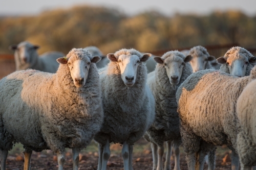Flock of sheep standing on a rocky terrain - Australian Stock Image