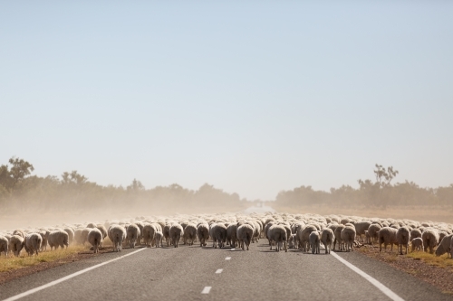 Flock of sheep walking along a bitumen road - Australian Stock Image