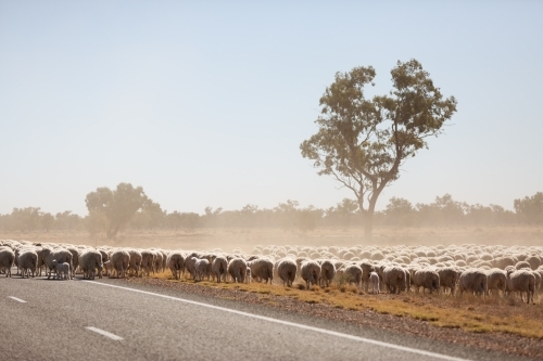 Flock of sheep walking along a bitumen road - Australian Stock Image