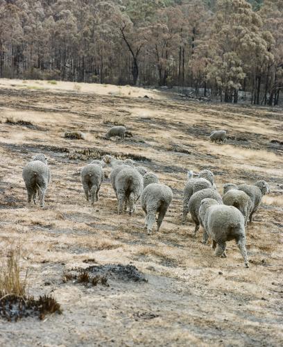 Flock of sheep wandering through bushfire landscape