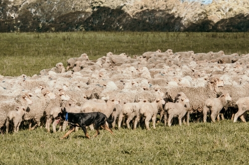 Flock of sheep with a guard dog huddled together on a field