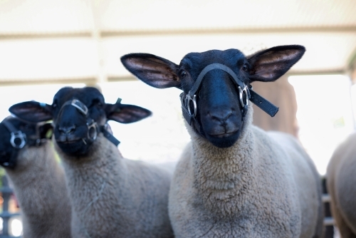 Flock of Suffolk sheep wearing black halters - Australian Stock Image