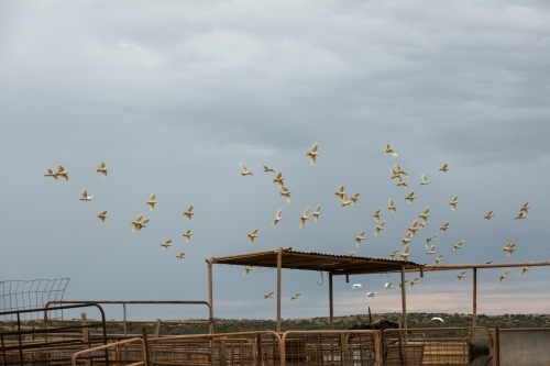 Flock of white corella birds taking flight