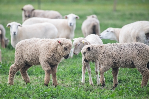 Flock of white sheep in green pasture - Australian Stock Image