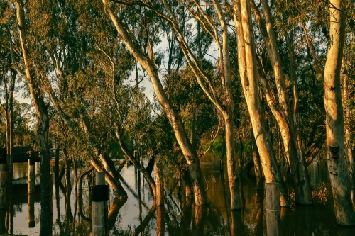 Flooding along the Gunbower Creek in Koondrook Victoria Australia - Australian Stock Image