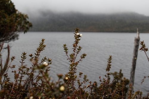 Flora on foreshore of Dove Lake, Tasmania - Australian Stock Image