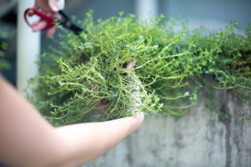 Florist cutting greenery to use in floral arrangement - Australian Stock Image