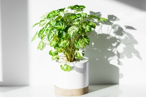 Flourishing pot plant in house casting shadows on white wall from sunlight - Australian Stock Image