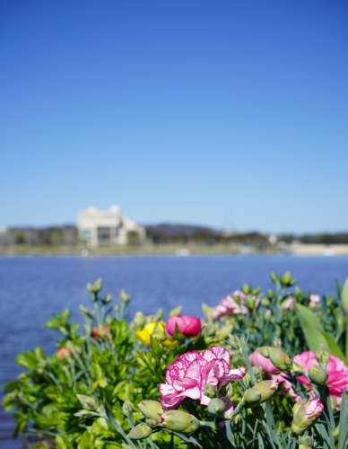 Flower by lake in Canberra - Australian Stock Image