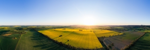 Flowering canola crop at sunset - Australian Stock Image