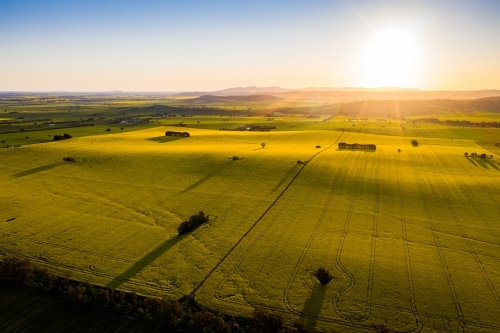 Flowering canola crop at sunset - Australian Stock Image