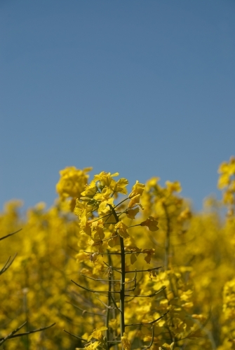 Flowering Canola Crop close up - Australian Stock Image