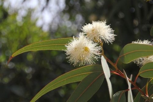 Flowering eucalypt tree