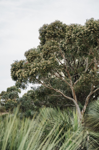 flowering eucalypts in the forest - Australian Stock Image