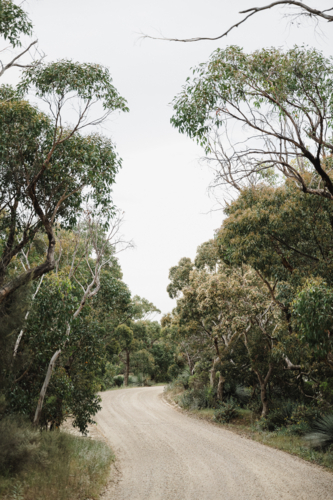 flowering eucalypts in the forest - Australian Stock Image
