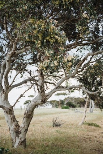 flowering eucalypts in the paddock - Australian Stock Image