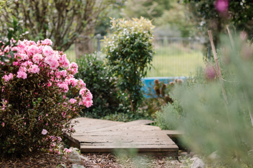 flowering garden with wooden footpath and pink flowers - Australian Stock Image