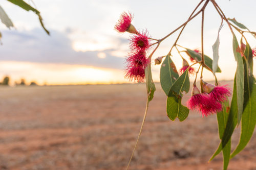Flowering gum tree - Australian Stock Image