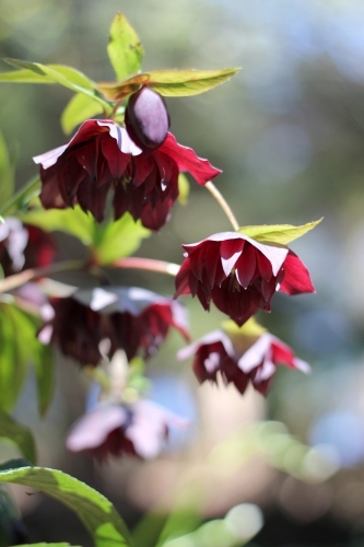Flowering hellebore in sunlight - Australian Stock Image