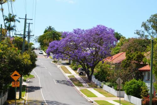 Flowering jacaranda tree in Grange, Brisbane