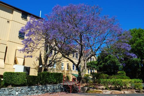 Flowering jacaranda tree in Spring Hill, Brisbane - Australian Stock Image
