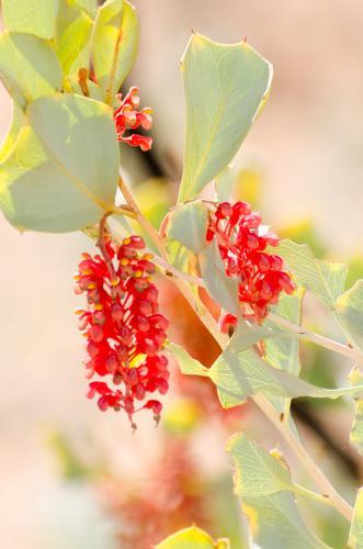 Flowering red grevillea plant with grey green leaves - Australian Stock Image