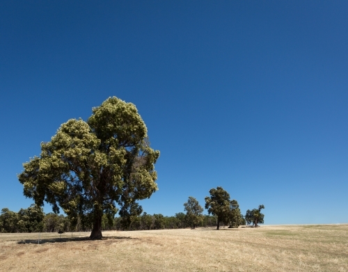 Flowering red gum tree in landscape - Australian Stock Image