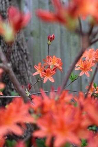 Flowering shrub in front of timber fence - Australian Stock Image